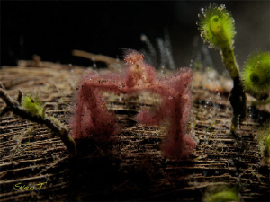 Orangutan crab Lembeh by Sven Tramaux 